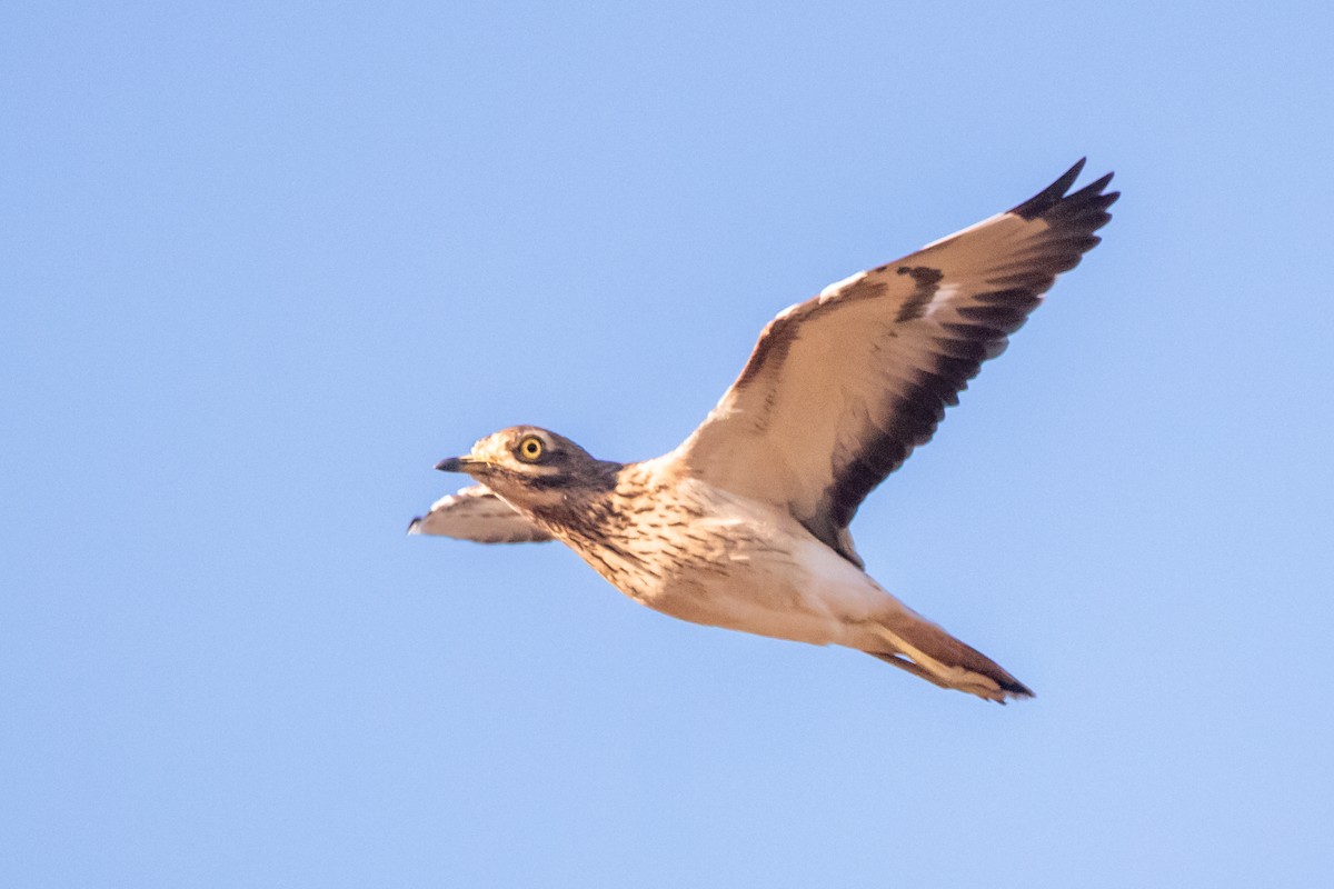 Eurasian Thick-knee - ML645887957