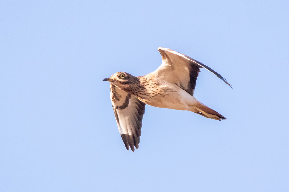 Eurasian Thick-knee - ML645887958
