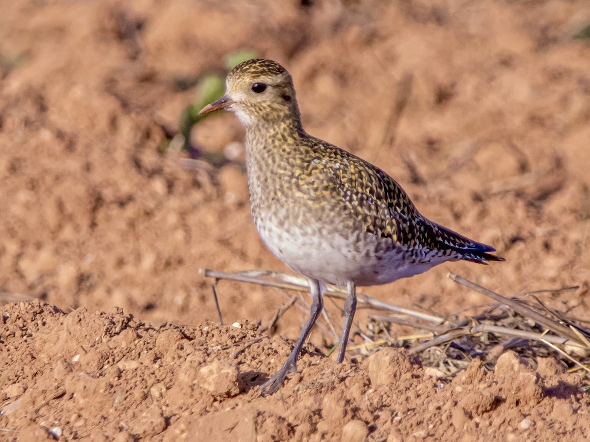 European Golden-Plover - ML645887967