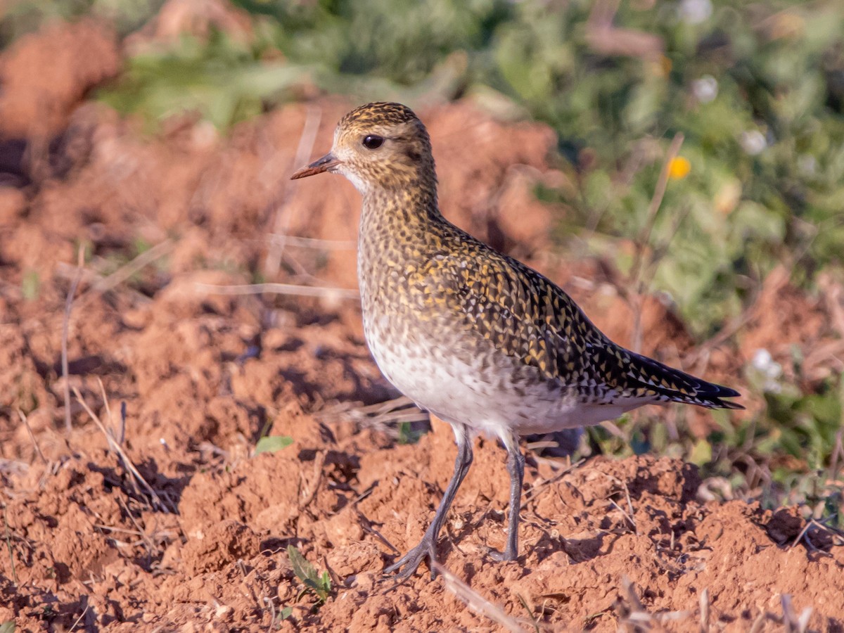 European Golden-Plover - ML645887969