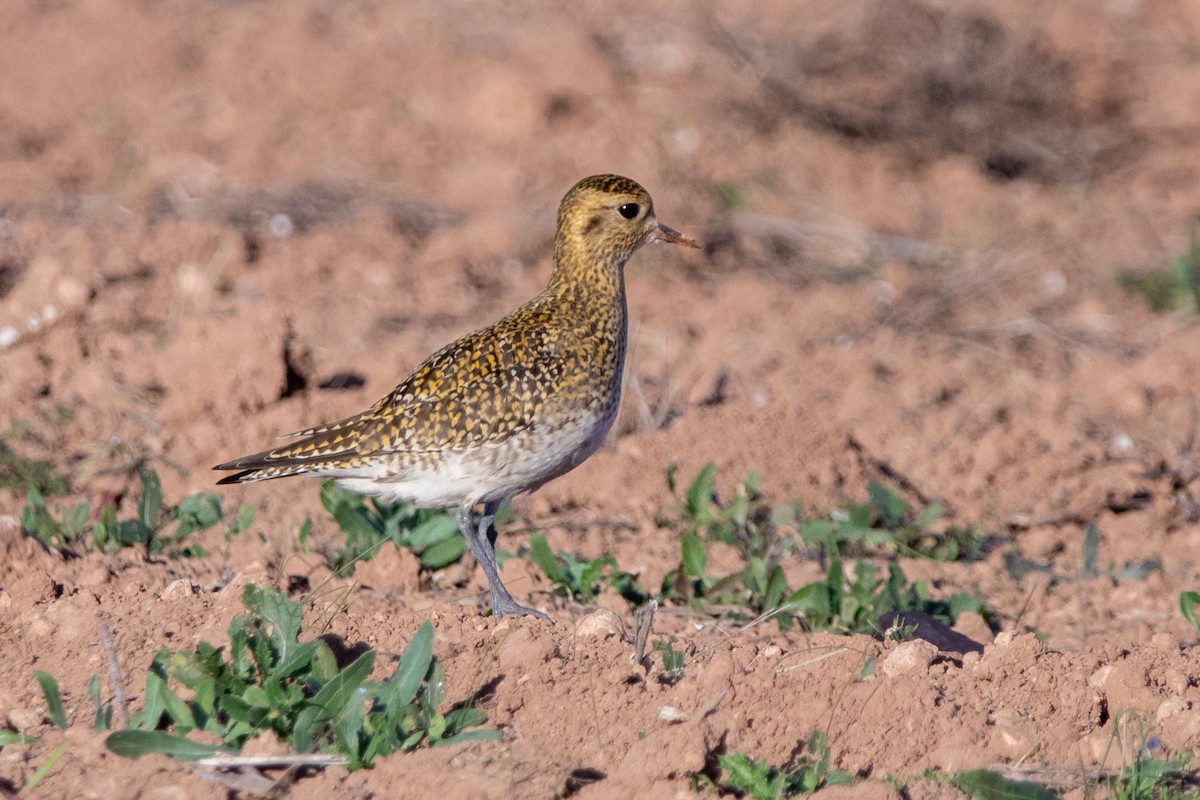 European Golden-Plover - ML645887970