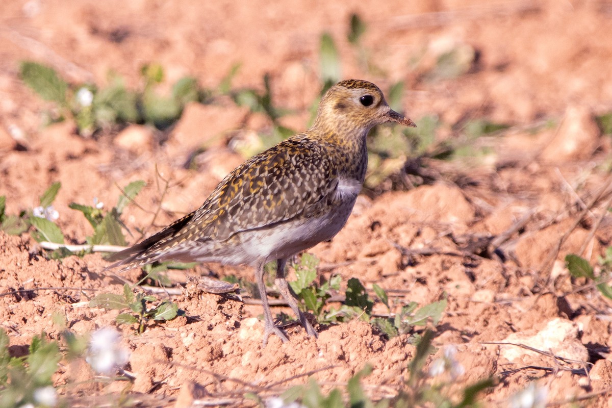 European Golden-Plover - ML645887971