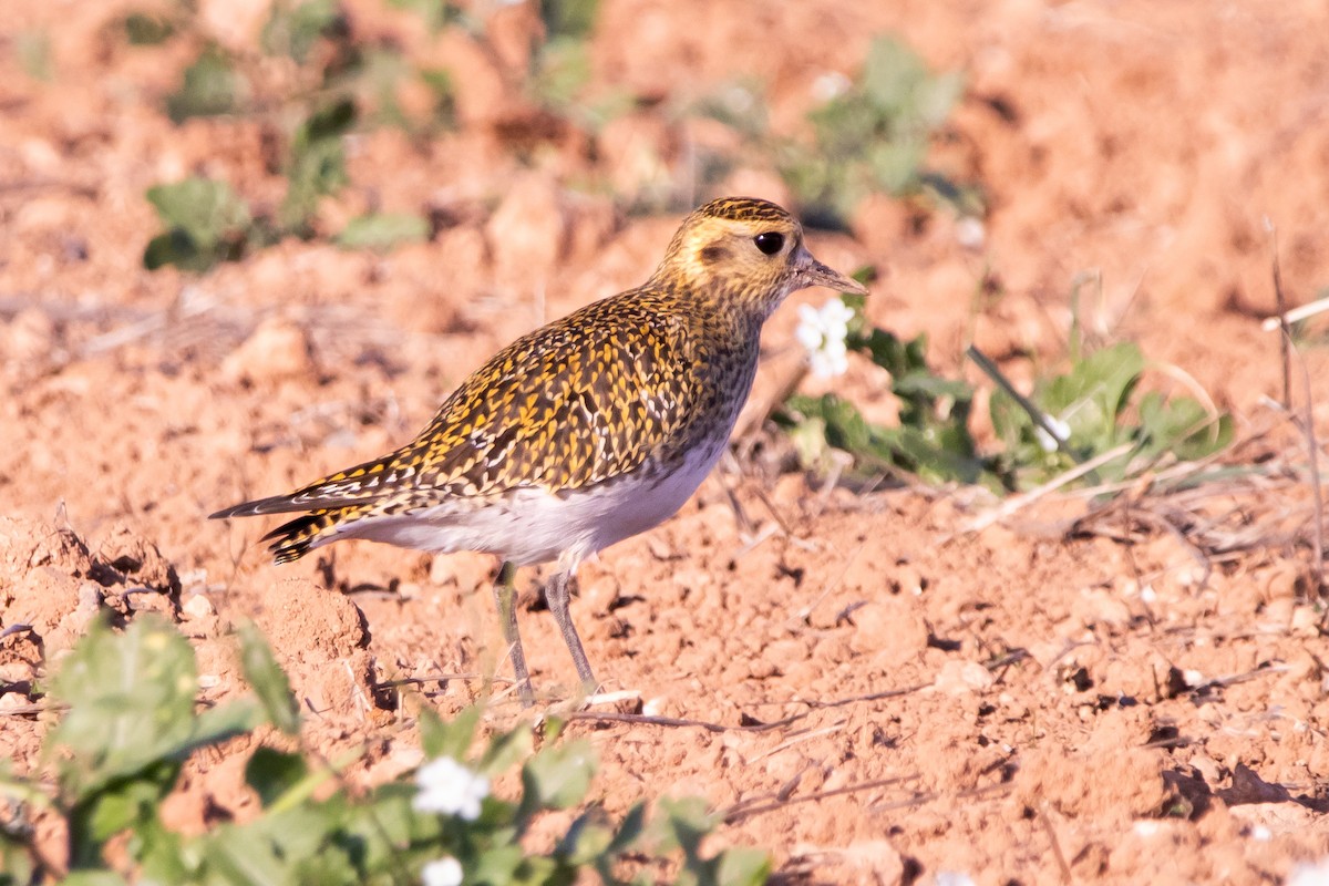 European Golden-Plover - ML645887972