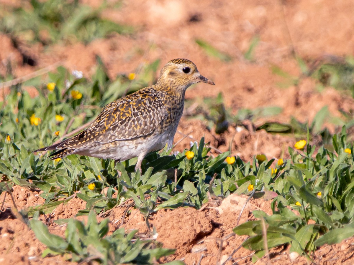 European Golden-Plover - ML645887973