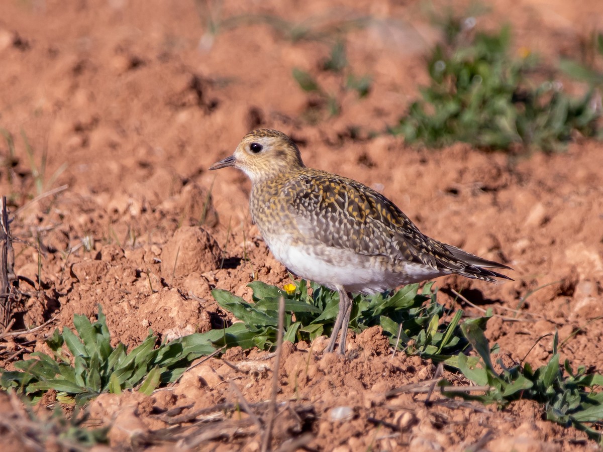 European Golden-Plover - ML645887974
