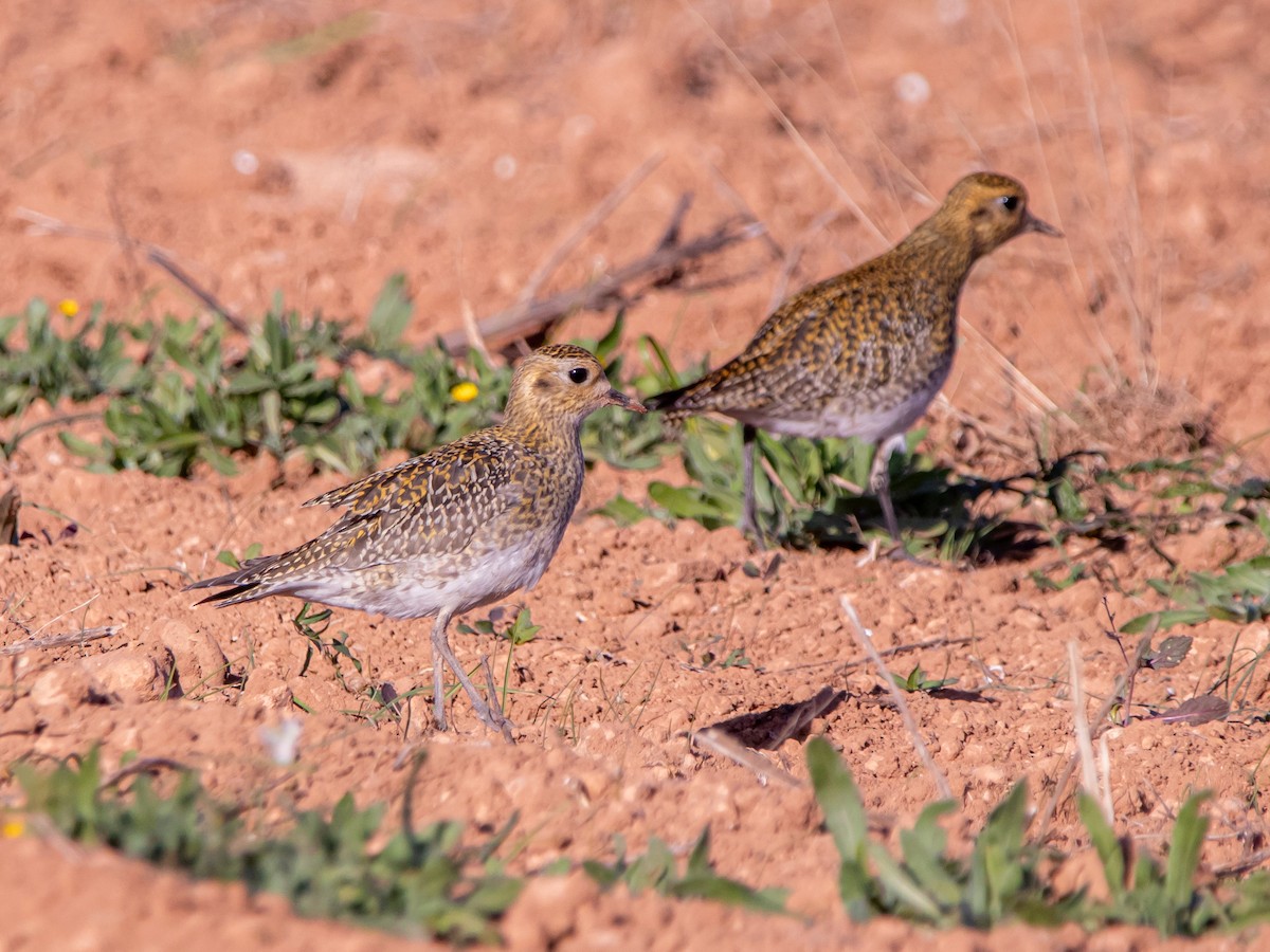 European Golden-Plover - ML645887975