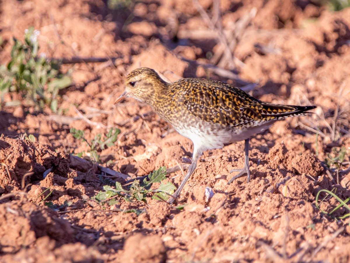 European Golden-Plover - ML645887976