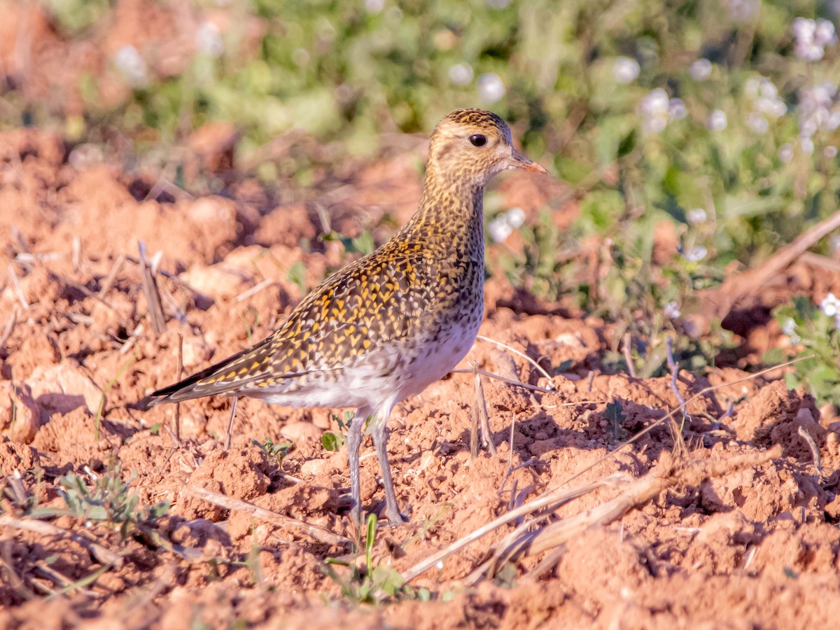 European Golden-Plover - ML645887977