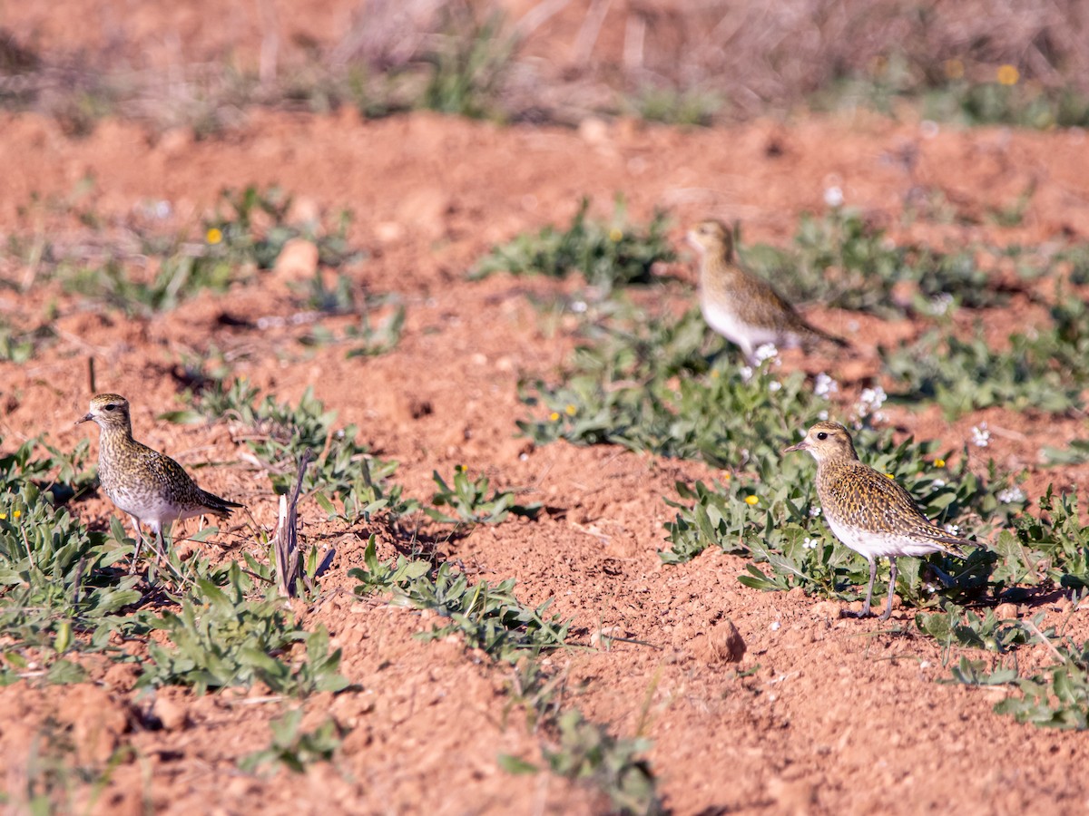 European Golden-Plover - ML645887978