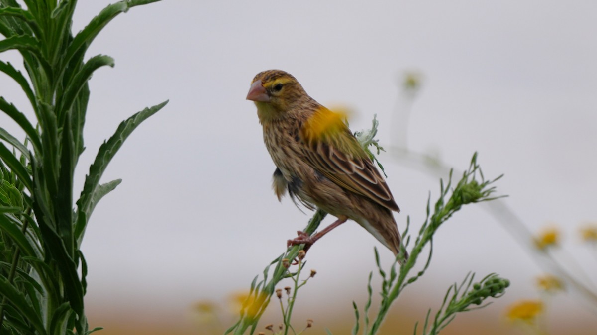 Southern Red Bishop - ML645887979