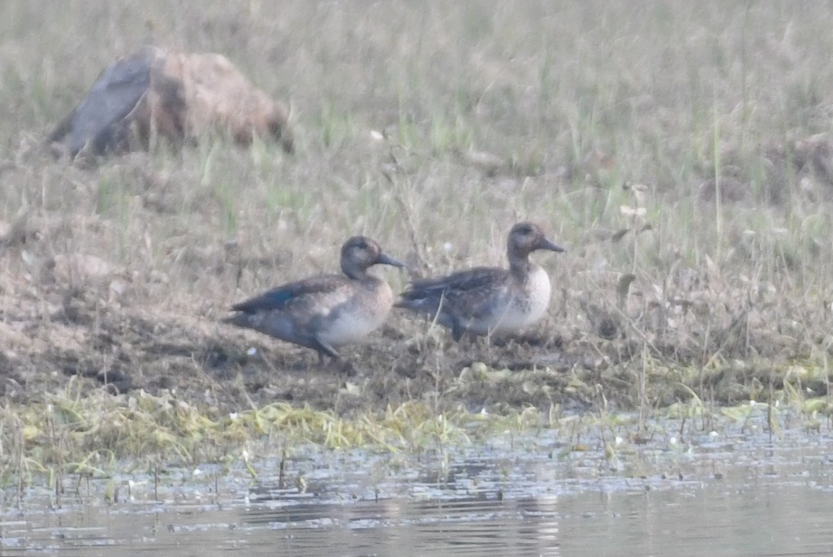 Green-winged Teal - ML645887980