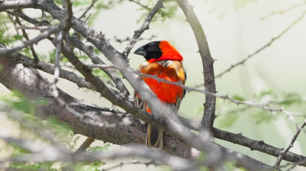 Southern Red Bishop - ML645887981