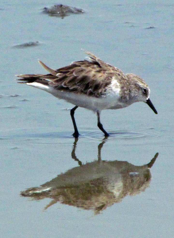 Little Stint - ML645887983