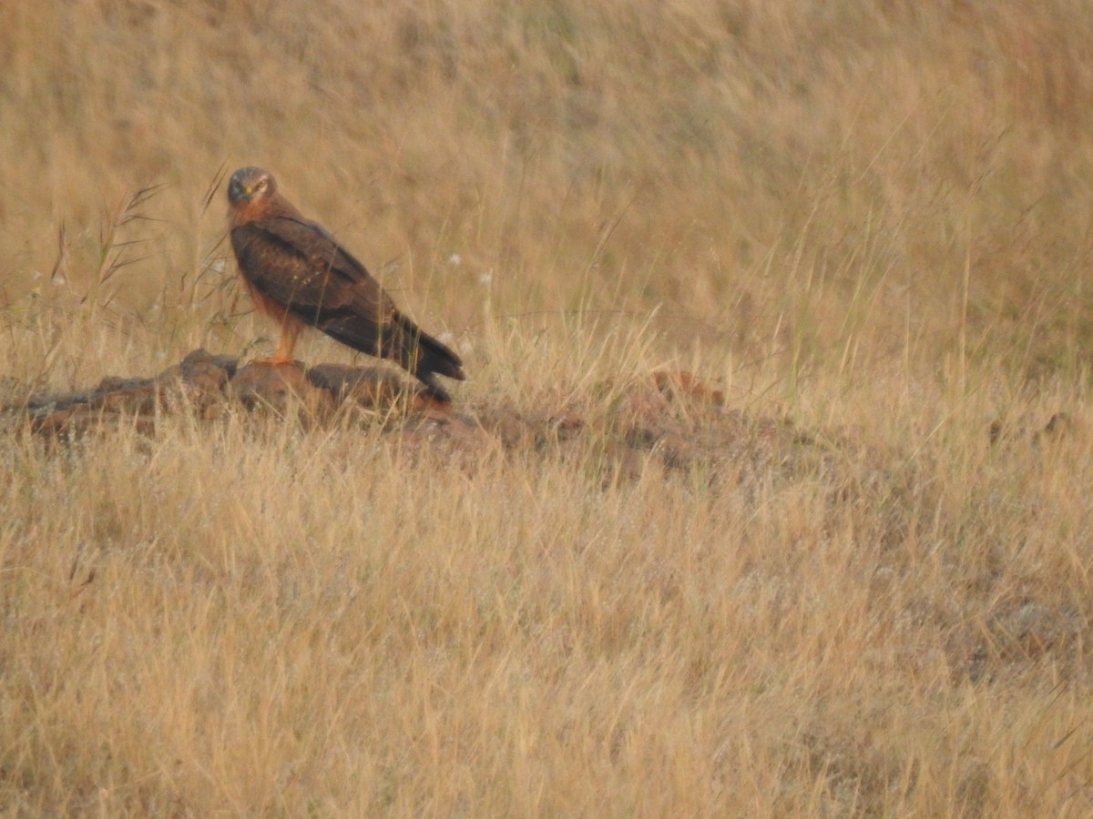 Montagu's Harrier - ML645887984