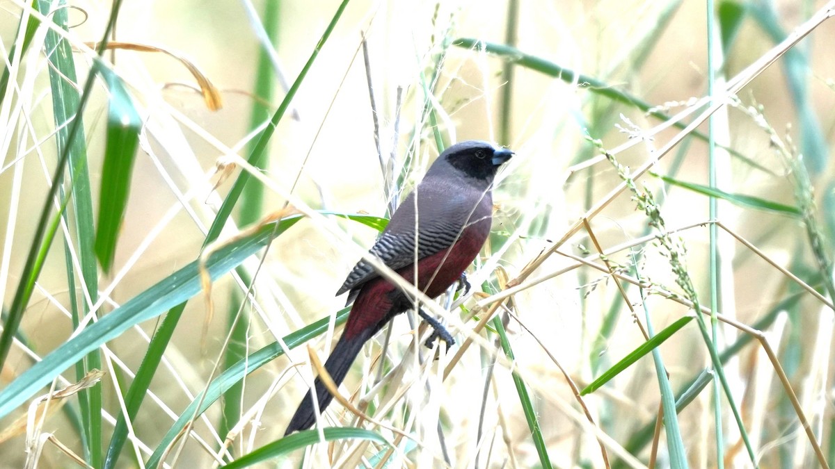 Black-faced Waxbill - ML645887985