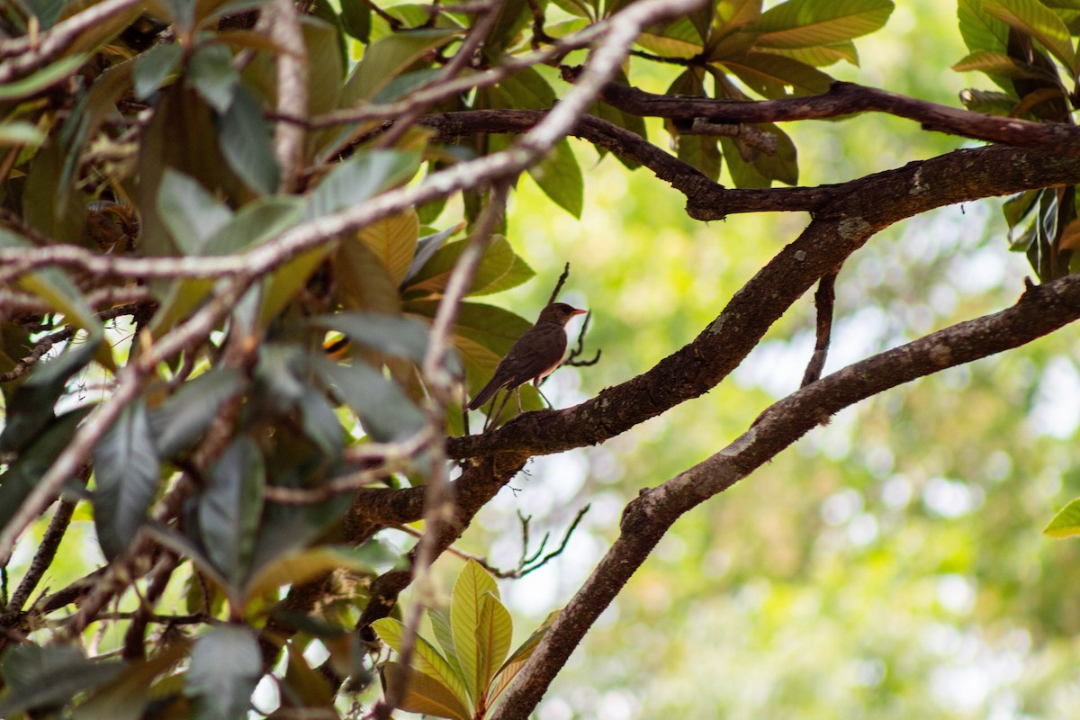 Creamy-bellied Thrush - ML645887986