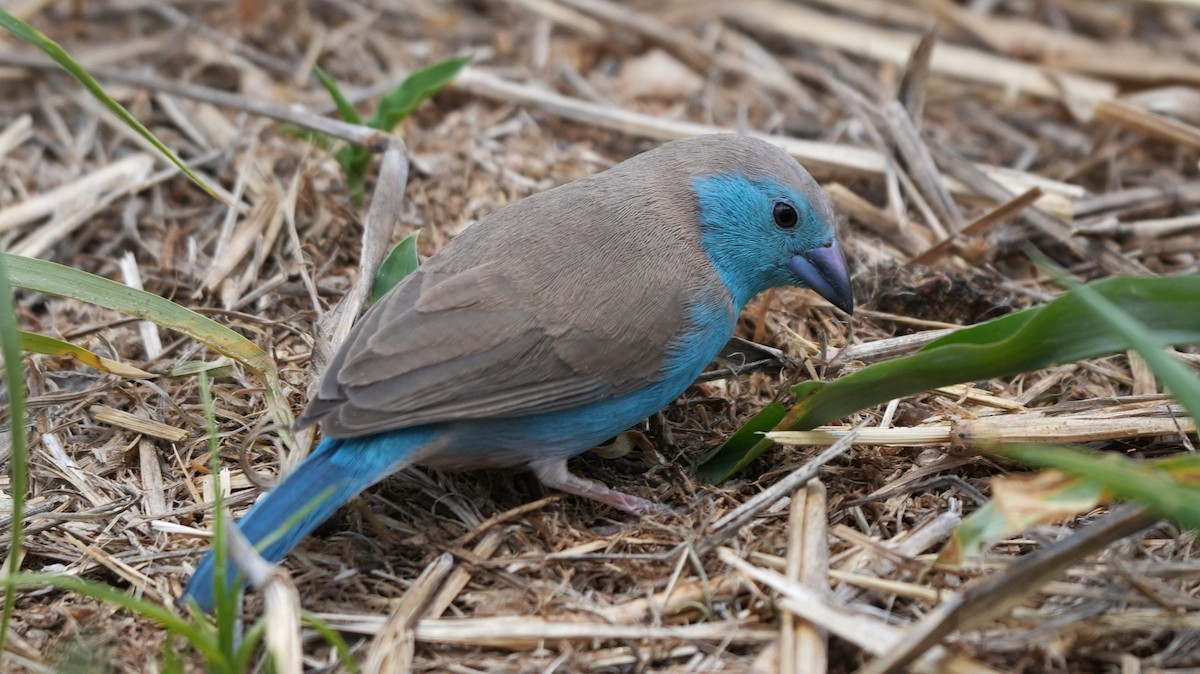 Southern Cordonbleu - ML645887987