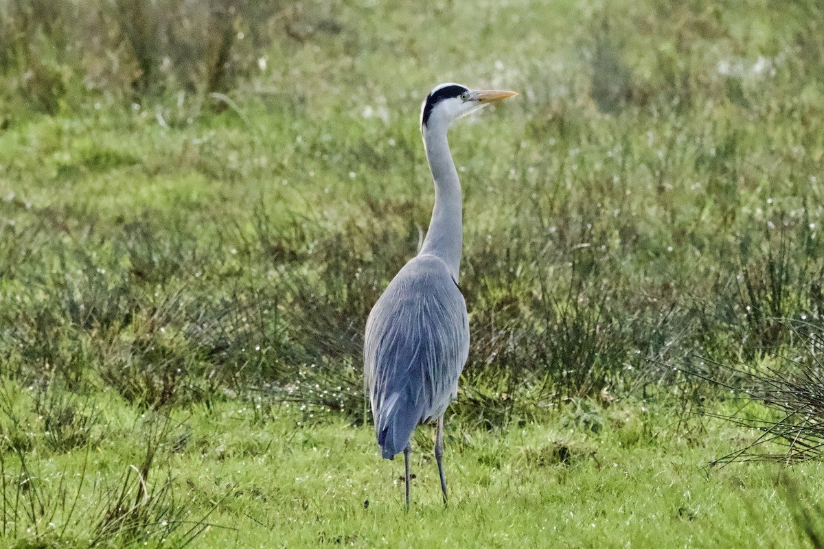 Gray Heron - ML645887988