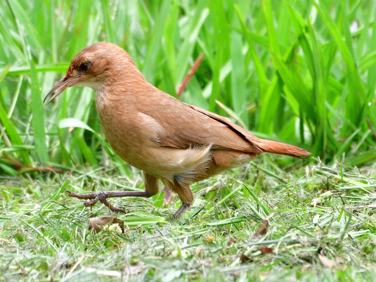 Rufous Hornero - ML645887989