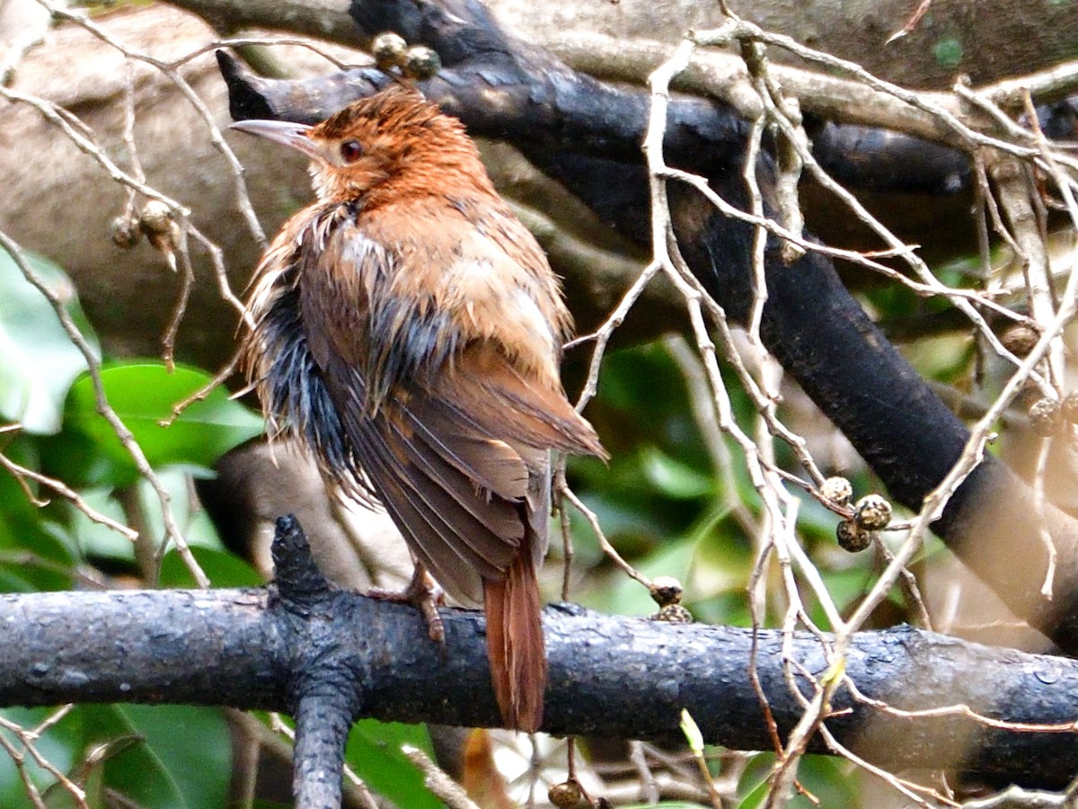 Rufous Hornero - ML645887990