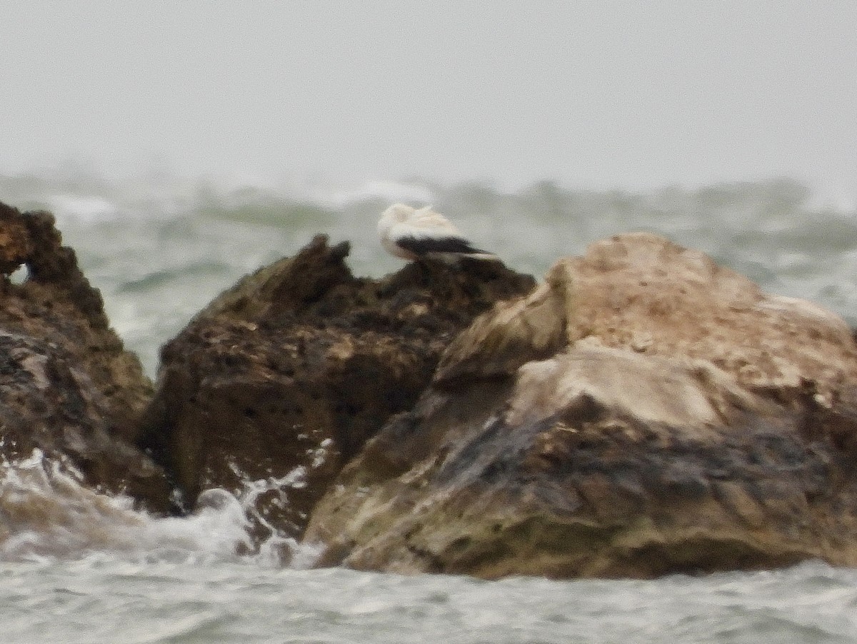 Red-footed Booby - ML645887992
