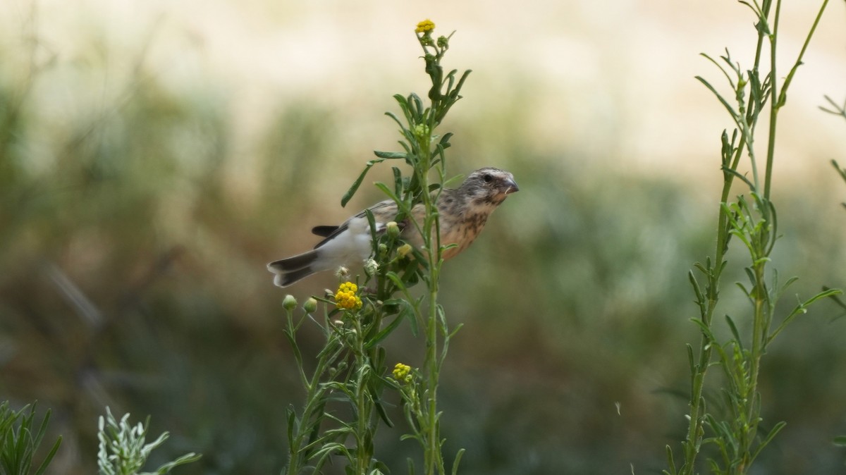Black-throated Canary - ML645887993