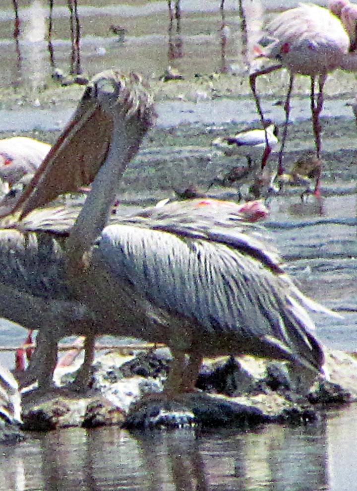 Pink-backed Pelican - ML645887994