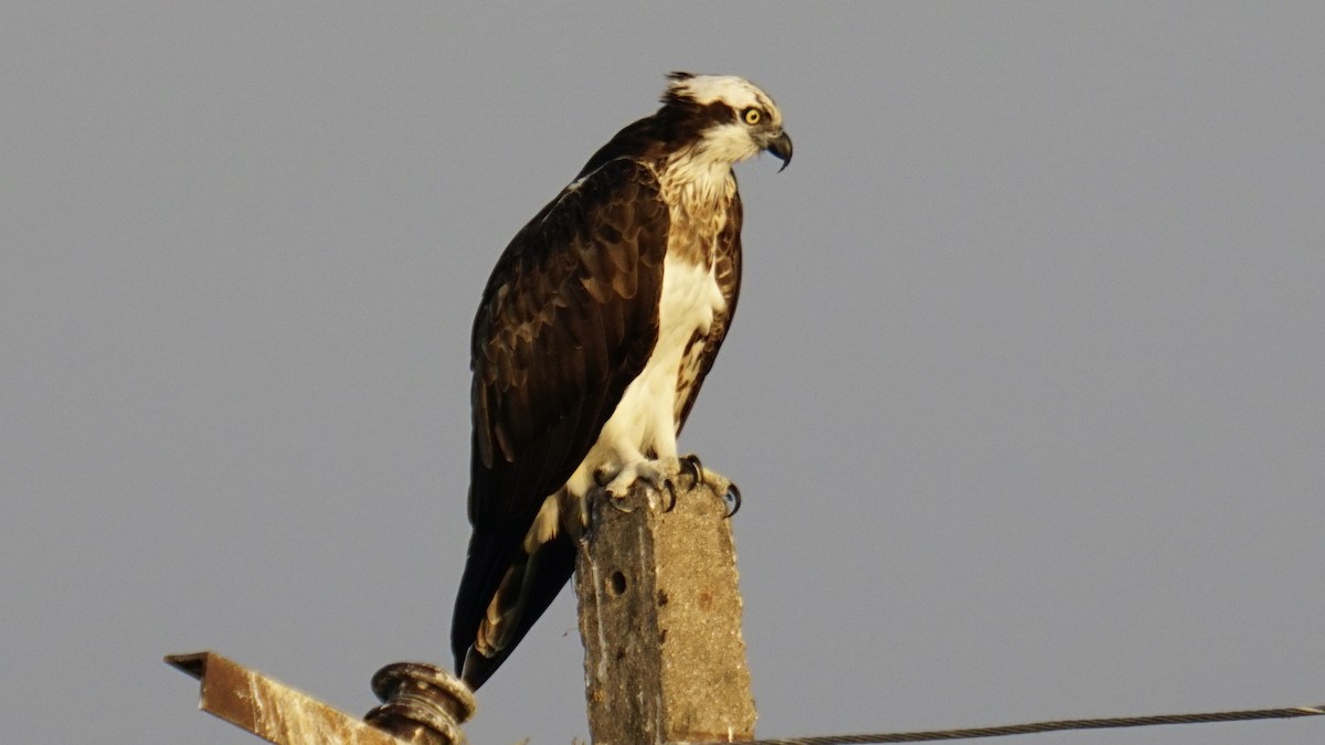 Osprey - ML645887995