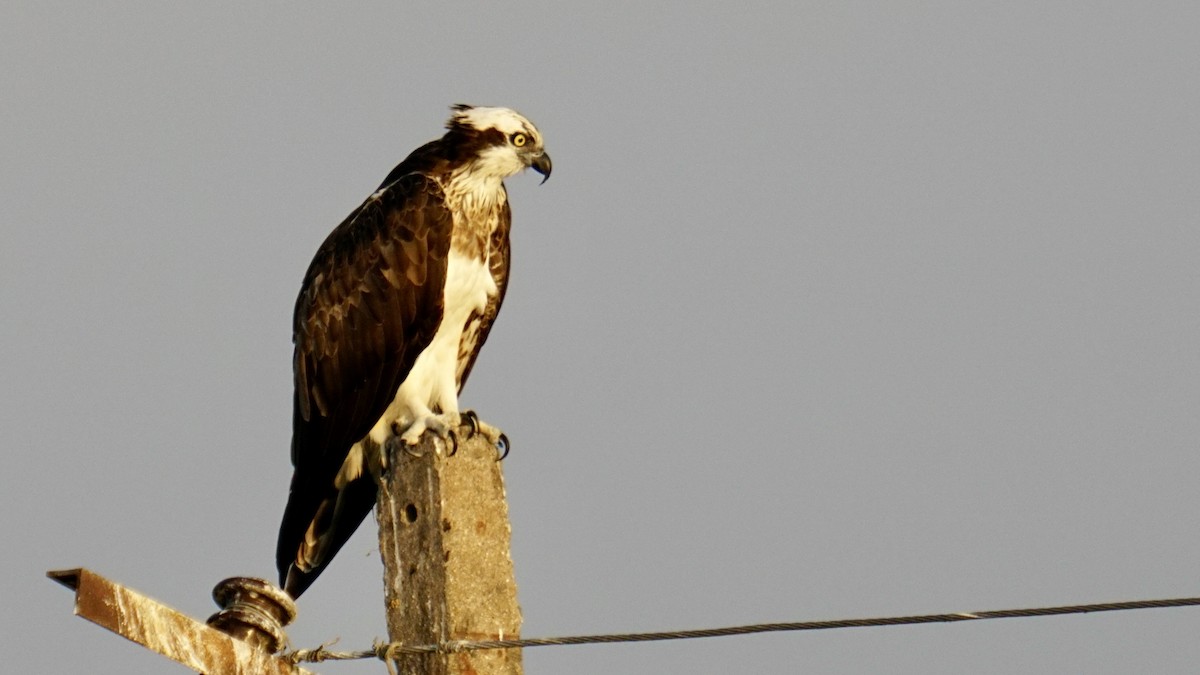 Osprey - ML645887996