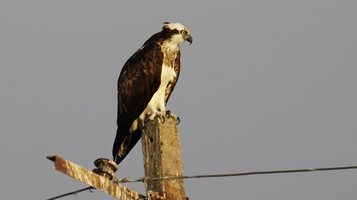 Osprey - ML645887997