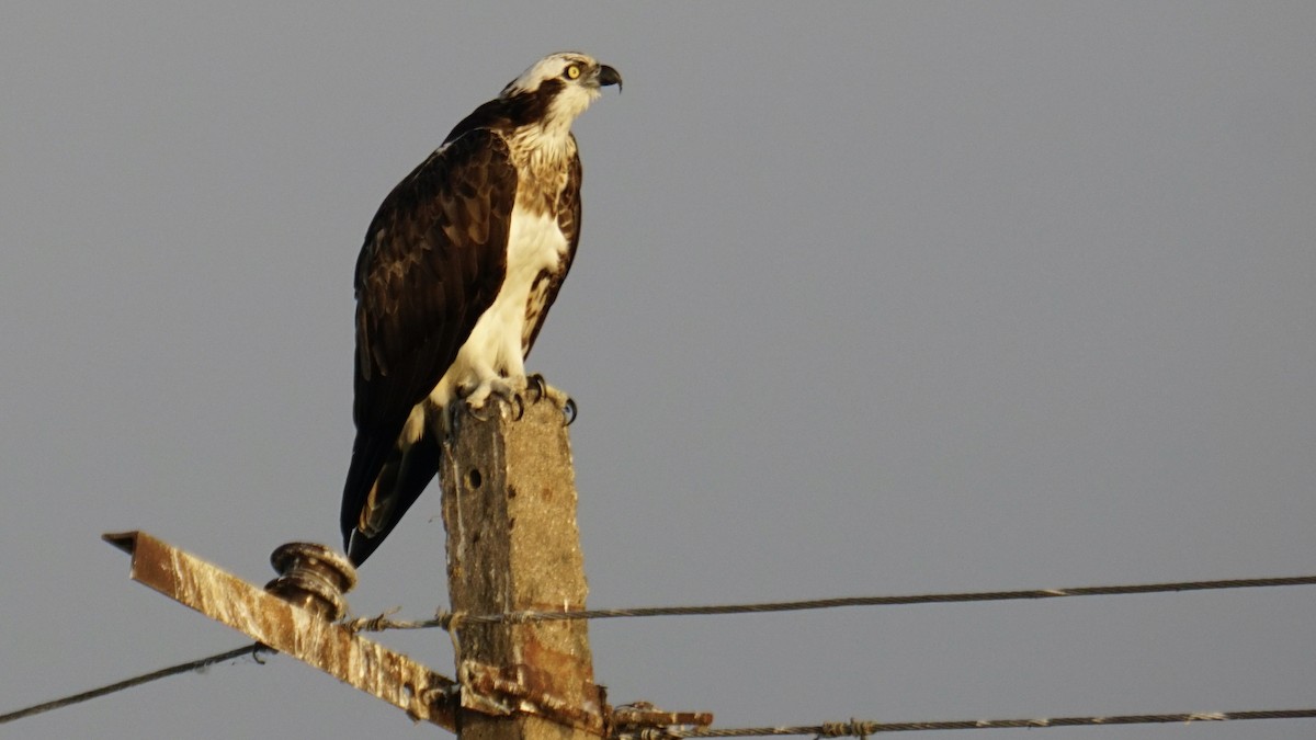 Osprey - ML645887998