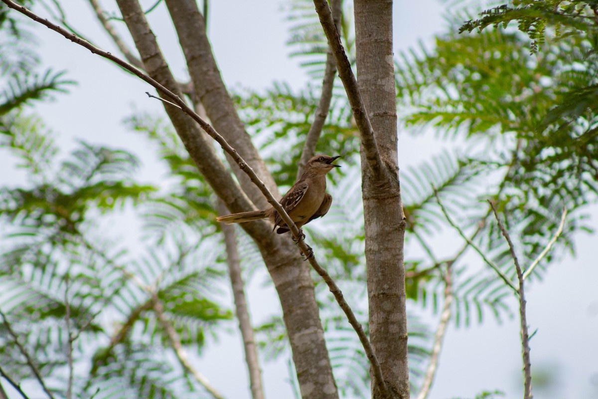 Chalk-browed Mockingbird - ML645887999