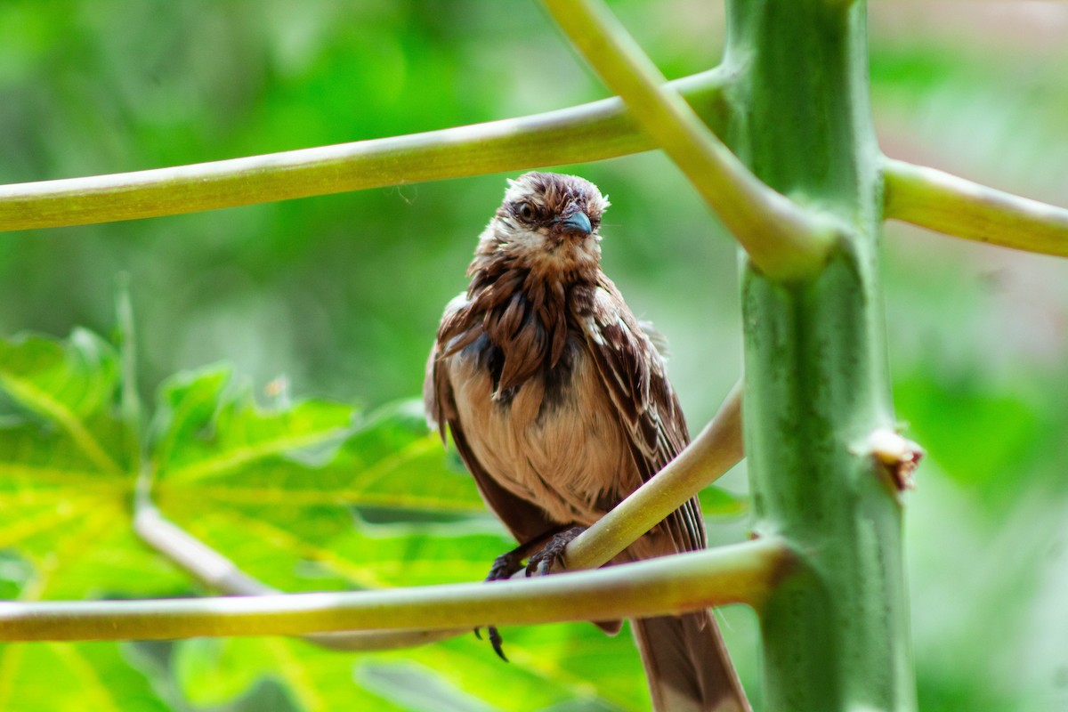 Chalk-browed Mockingbird - ML645888000