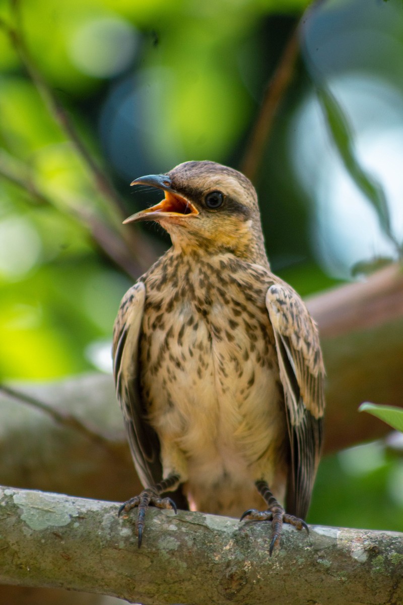Chalk-browed Mockingbird - ML645888001