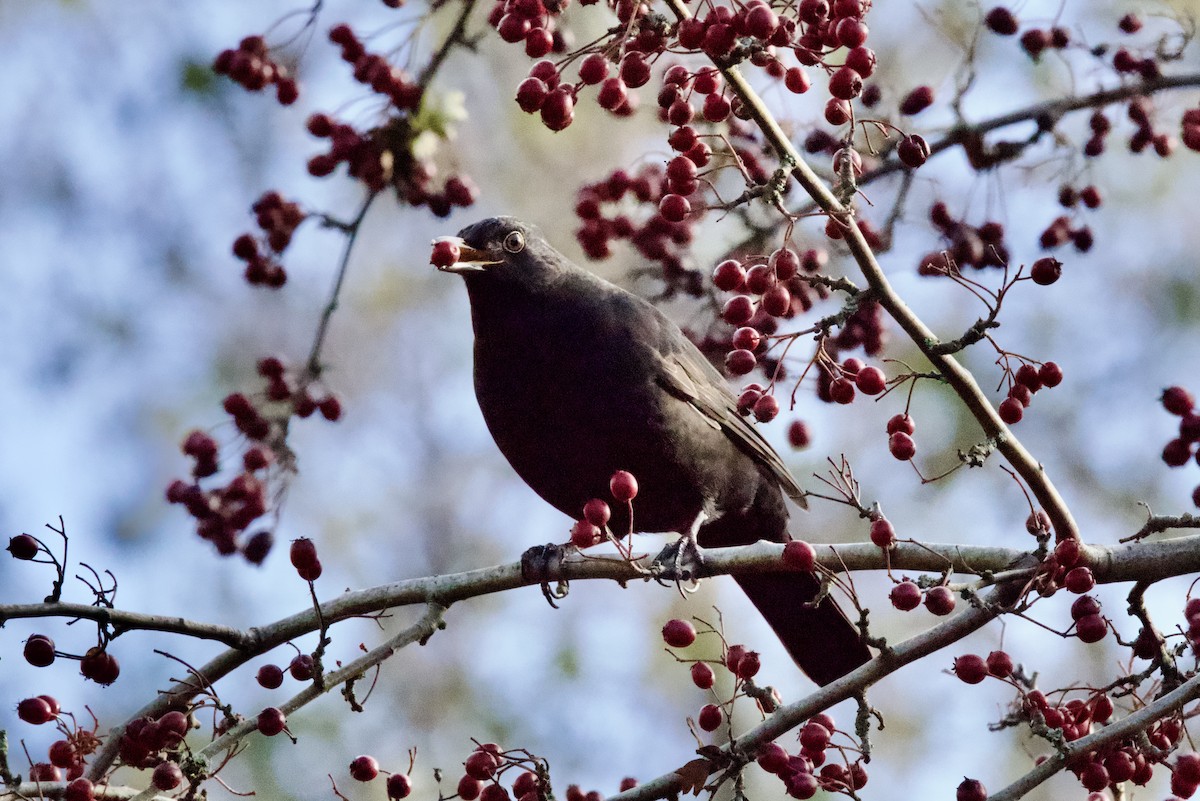 Eurasian Blackbird - ML645888002