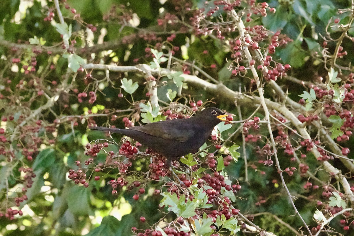 Eurasian Blackbird - ML645888003