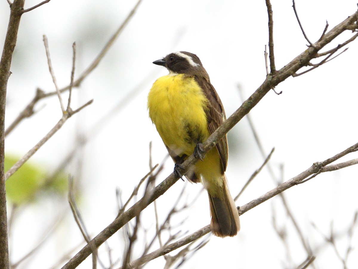 Social Flycatcher - ML645888004