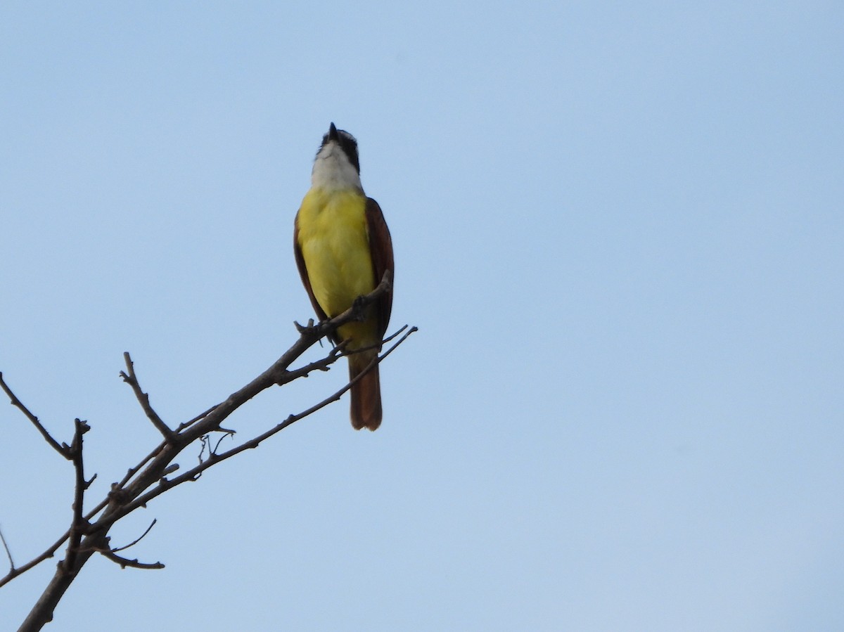 Great Kiskadee - ML645888005