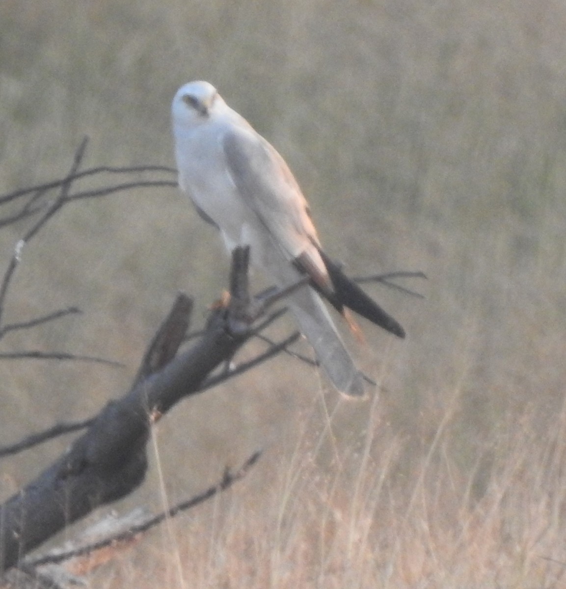 Pallid Harrier - ML645888008
