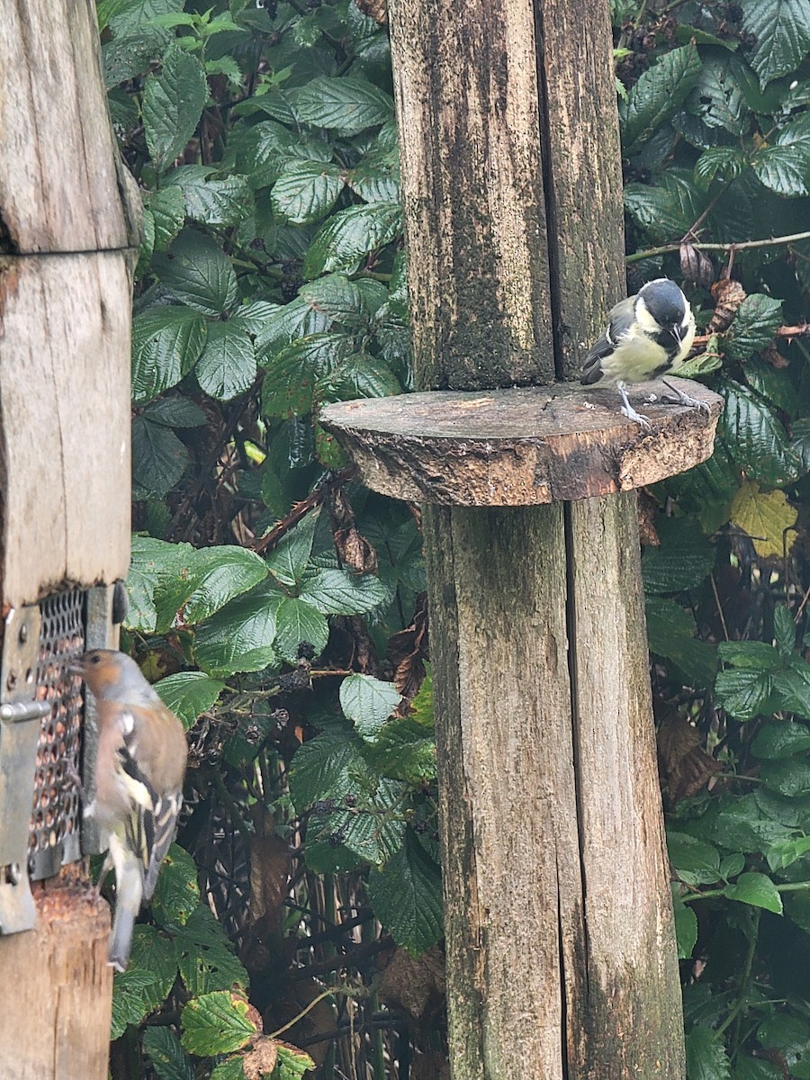 Common Chaffinch - ML645888009