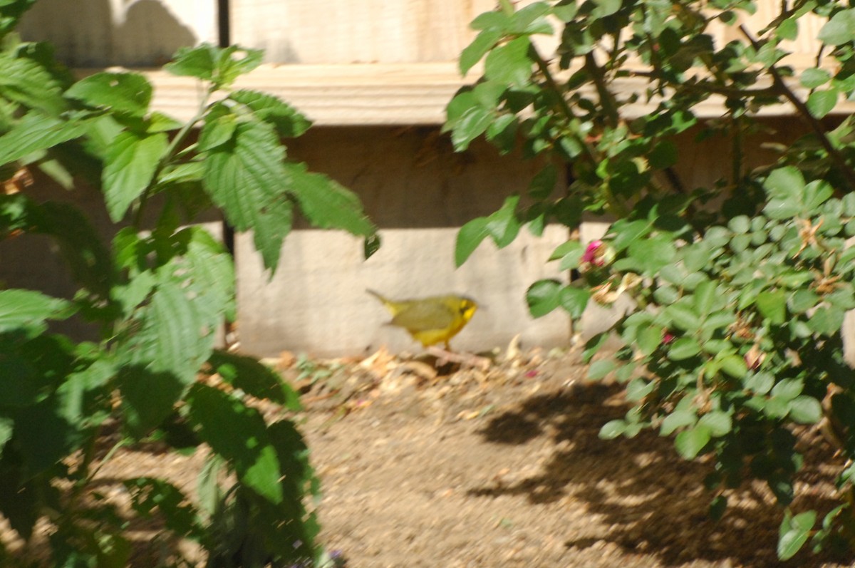 Reinita de Kentucky - ML645888020