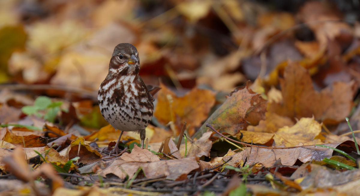 Chingolo Zorruno - ML645888021
