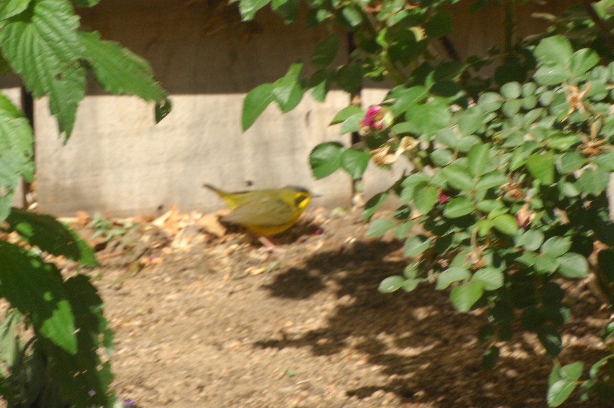 Reinita de Kentucky - ML645888022