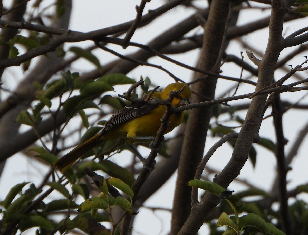 Turpial Amarillo - ML645888025