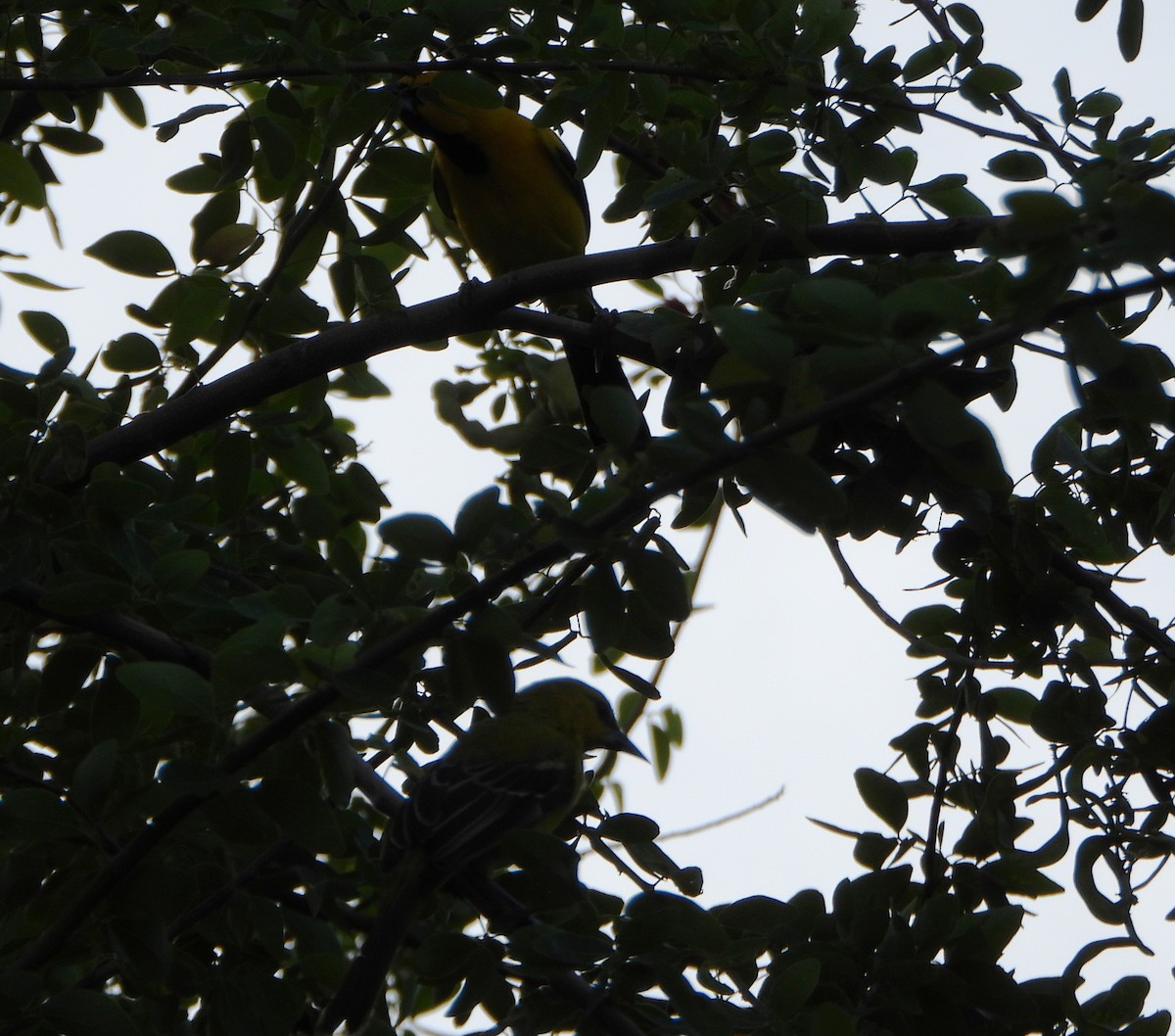 Turpial Amarillo - ML645888026