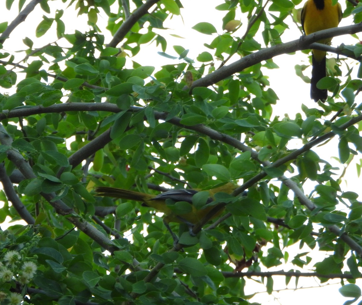 Turpial Amarillo - ML645888027