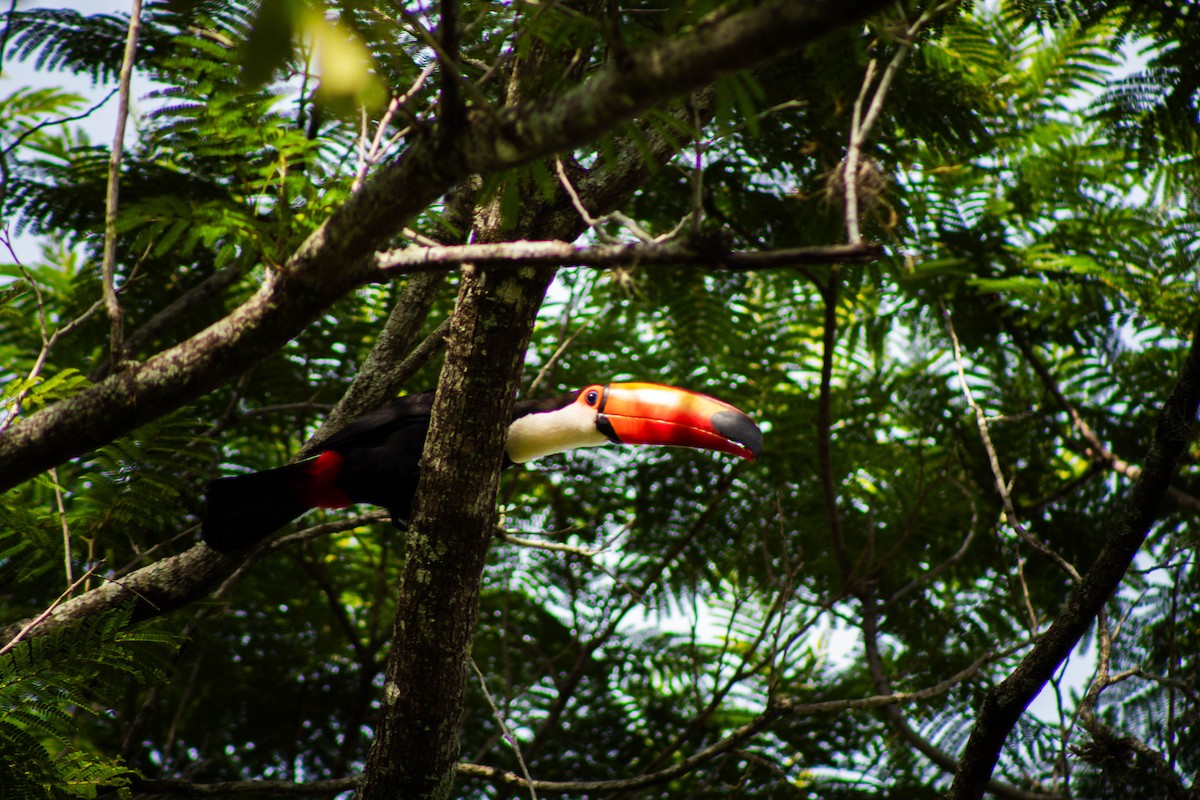 Tucán Toco - ML645888029