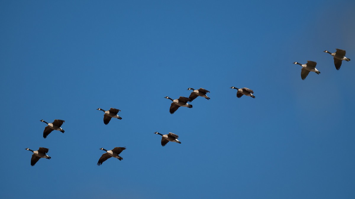 Barnacla Canadiense Grande (moffitti/maxima) - ML645888030