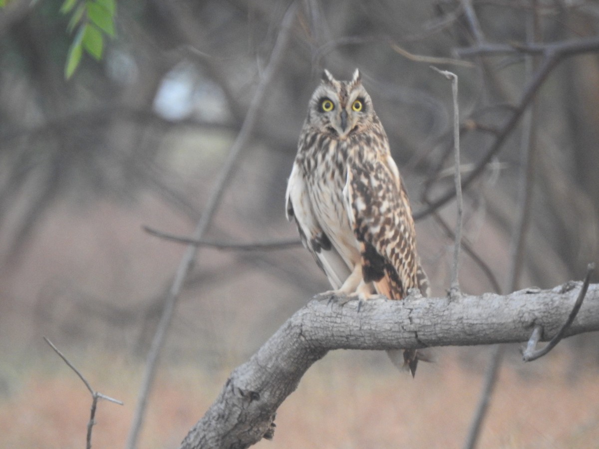 Búho Campestre - ML645888031