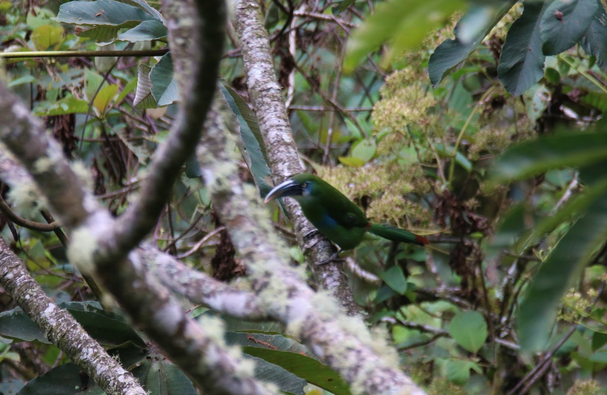Tucanete Pechiazul - ML645888032